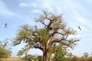 Accro baobab : aventure et adrénaline assurées dans un sanctuaire de baobabs