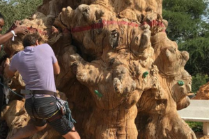 Accrobaobab : un endroit génial pour les enfants pour les vacances de 2025