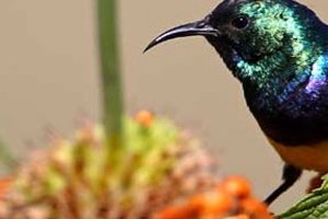 Ornithologie dans les forêts du Sine Saloum