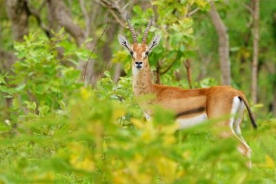Réserve communautaire du Boundou