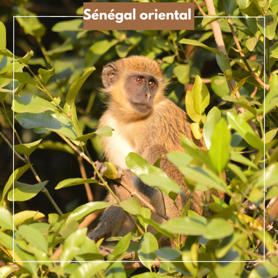  Sénégal oriental : nos bons plans pour explorer la région