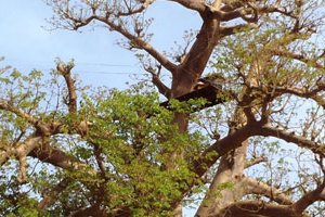 Accro baobab : aventure et adrénaline assurées dans un sanctuaire de baobabs