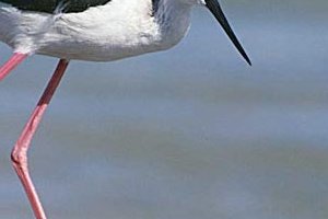 Les oiseaux du Sénégal