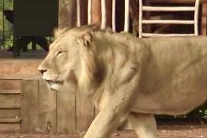 Sénégal : la faune sauvage reprend espoir face au braconnage 