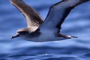 À la rencontre des oiseaux du Sénégal