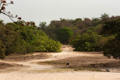 Eco-parc de Diembéring