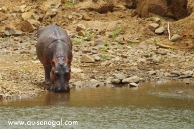 Parc national du Niokolo Koba