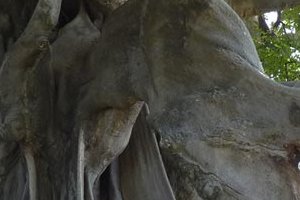  Le fromager géant de Missirah