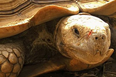Centre de protection des tortues du Sénégal