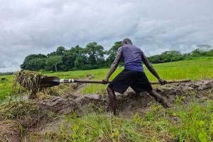 Le riz en Casamance : un trésor du quotidien
