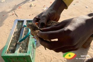 Au Sénégal, libérer les oiseaux apporte du bonheur et efface les péchés