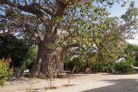 Baobab du lac rose 