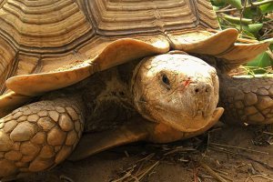 Centre de protection des tortues du Sénégal