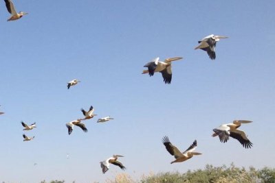 Parc national du Djoudj