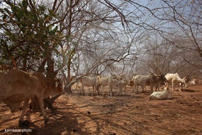 Réserve de faune du Ferlo Nord