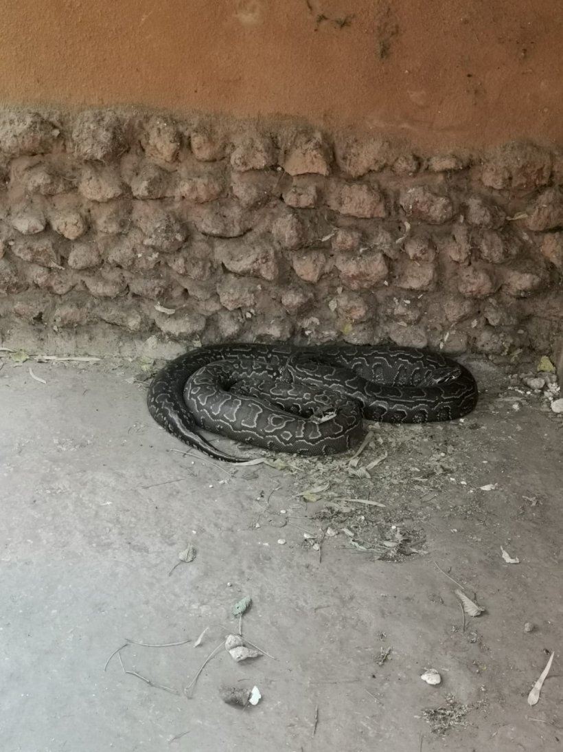 Les pythons-Les jardins de Ndianda-Joal-Sénégal